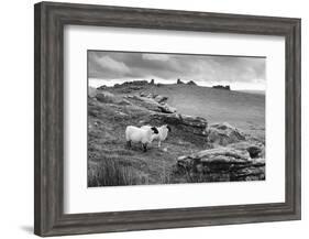 Two white sheep below Staple Tor near Merrivale, Dartmoor National Park, Devon, England-Stuart Black-Framed Photographic Print