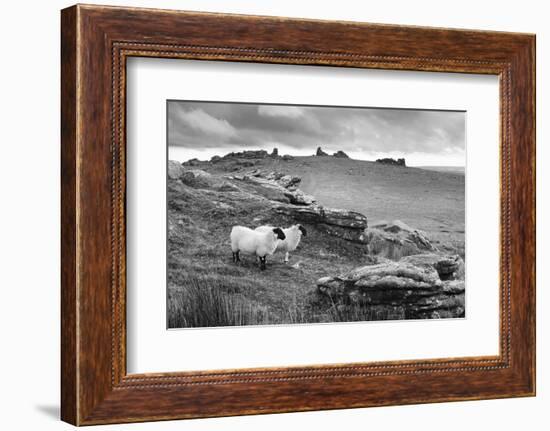 Two white sheep below Staple Tor near Merrivale, Dartmoor National Park, Devon, England-Stuart Black-Framed Photographic Print