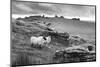 Two white sheep below Staple Tor near Merrivale, Dartmoor National Park, Devon, England-Stuart Black-Mounted Photographic Print