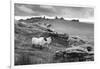 Two white sheep below Staple Tor near Merrivale, Dartmoor National Park, Devon, England-Stuart Black-Framed Photographic Print