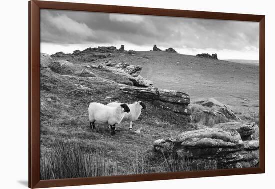 Two white sheep below Staple Tor near Merrivale, Dartmoor National Park, Devon, England-Stuart Black-Framed Photographic Print