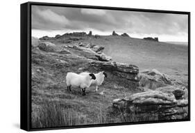 Two white sheep below Staple Tor near Merrivale, Dartmoor National Park, Devon, England-Stuart Black-Framed Stretched Canvas