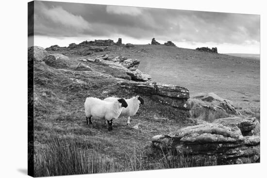 Two white sheep below Staple Tor near Merrivale, Dartmoor National Park, Devon, England-Stuart Black-Stretched Canvas