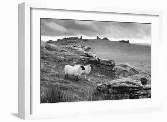 Two white sheep below Staple Tor near Merrivale, Dartmoor National Park, Devon, England-Stuart Black-Framed Photographic Print