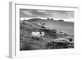 Two white sheep below Staple Tor near Merrivale, Dartmoor National Park, Devon, England-Stuart Black-Framed Photographic Print