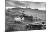 Two white sheep below Staple Tor near Merrivale, Dartmoor National Park, Devon, England-Stuart Black-Mounted Photographic Print