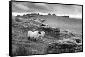 Two white sheep below Staple Tor near Merrivale, Dartmoor National Park, Devon, England-Stuart Black-Framed Stretched Canvas