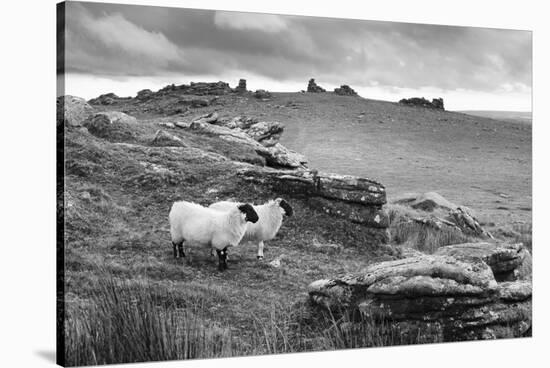 Two white sheep below Staple Tor near Merrivale, Dartmoor National Park, Devon, England-Stuart Black-Stretched Canvas