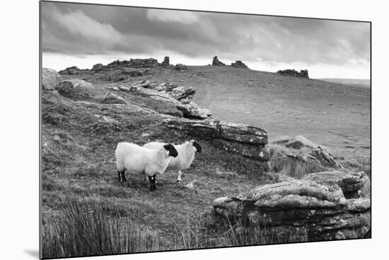 Two white sheep below Staple Tor near Merrivale, Dartmoor National Park, Devon, England-Stuart Black-Mounted Photographic Print