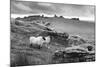 Two white sheep below Staple Tor near Merrivale, Dartmoor National Park, Devon, England-Stuart Black-Mounted Photographic Print