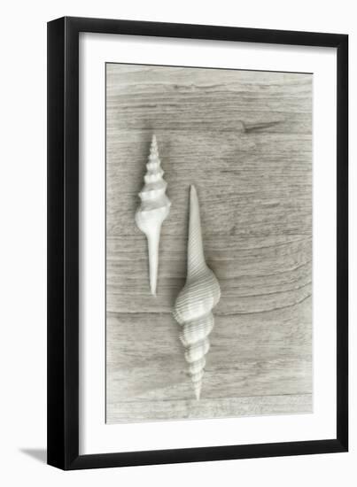 Two White Shells-Cora Niele-Framed Photographic Print