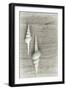 Two White Shells-Cora Niele-Framed Photographic Print