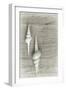 Two White Shells-Cora Niele-Framed Photographic Print