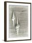 Two White Shells-Cora Niele-Framed Photographic Print