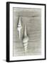 Two White Shells-Cora Niele-Framed Photographic Print