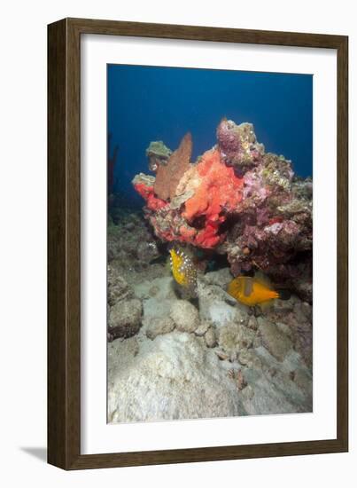 Two White Spotted Filefish-Lisa Collins-Framed Photographic Print
