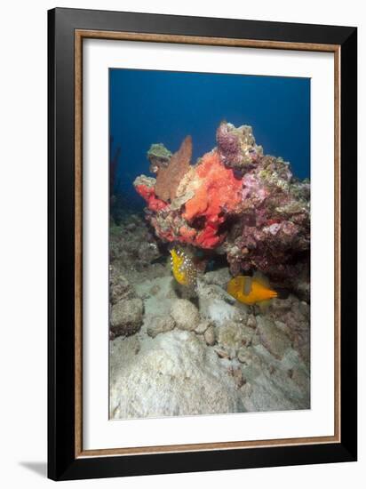 Two White Spotted Filefish-Lisa Collins-Framed Photographic Print