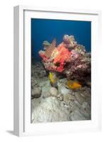 Two White Spotted Filefish-Lisa Collins-Framed Photographic Print