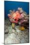 Two White Spotted Filefish-Lisa Collins-Mounted Photographic Print