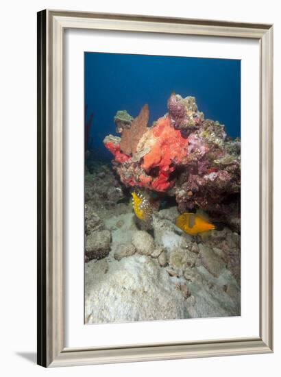 Two White Spotted Filefish-Lisa Collins-Framed Photographic Print