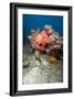 Two White Spotted Filefish-Lisa Collins-Framed Photographic Print