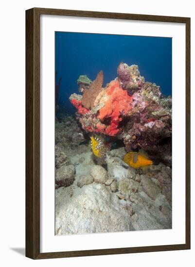 Two White Spotted Filefish-Lisa Collins-Framed Photographic Print