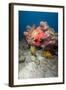 Two White Spotted Filefish-Lisa Collins-Framed Photographic Print