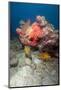 Two White Spotted Filefish-Lisa Collins-Mounted Photographic Print
