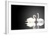 Two White Swans On Black Background-frenta-Framed Art Print