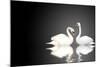 Two White Swans On Black Background-frenta-Mounted Art Print