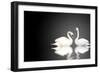 Two White Swans On Black Background-frenta-Framed Art Print