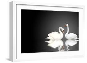 Two White Swans On Black Background-frenta-Framed Art Print