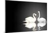 Two White Swans On Black Background-frenta-Mounted Art Print