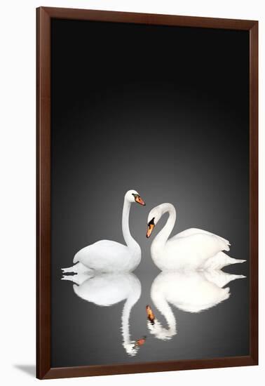 Two White Swans On Black Background-frenta-Framed Art Print