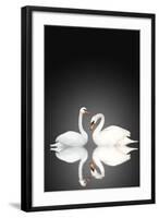 Two White Swans On Black Background-frenta-Framed Art Print