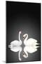 Two White Swans On Black Background-frenta-Mounted Art Print