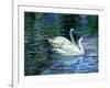 Two White Swans On Lake-balaikin2009-Framed Art Print