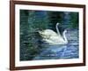 Two White Swans On Lake-balaikin2009-Framed Art Print