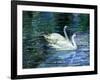 Two White Swans On Lake-balaikin2009-Framed Art Print