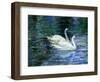 Two White Swans On Lake-balaikin2009-Framed Art Print