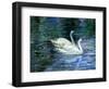 Two White Swans On Lake-balaikin2009-Framed Art Print