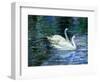 Two White Swans On Lake-balaikin2009-Framed Art Print