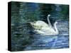 Two White Swans On Lake-balaikin2009-Stretched Canvas