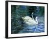 Two White Swans On Lake-balaikin2009-Framed Art Print