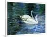 Two White Swans On Lake-balaikin2009-Framed Art Print