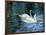 Two White Swans On Lake-balaikin2009-Framed Art Print