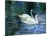 Two White Swans On Lake-balaikin2009-Mounted Art Print