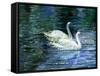 Two White Swans On Lake-balaikin2009-Framed Stretched Canvas