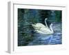 Two White Swans On Lake-balaikin2009-Framed Art Print