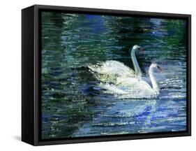 Two White Swans On Lake-balaikin2009-Framed Stretched Canvas